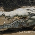 crocodile_american_tar_h_1519_cos2522.jpg